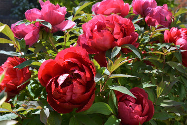 10 TREE PEONY Mountain Paeony Paeonia Suffruticosa Arborea Mixed Colors Red Pink White Purple Yellow Bicolor Flower Shrub Seeds